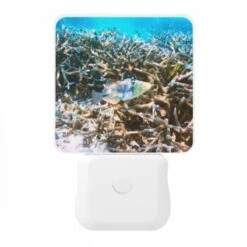 Night Light, A Colorful Fish Swims Through A Coral Reef. -Cute Night Light Shop 32ebee76bbdb4e0b71c911ec893cb9775466802c