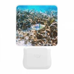 Night Light, A Colorful Fish Swims Through A Coral Reef. -Cute Night Light Shop b6df414e6f55e71fa10a5f3b9a510b915142f5a9